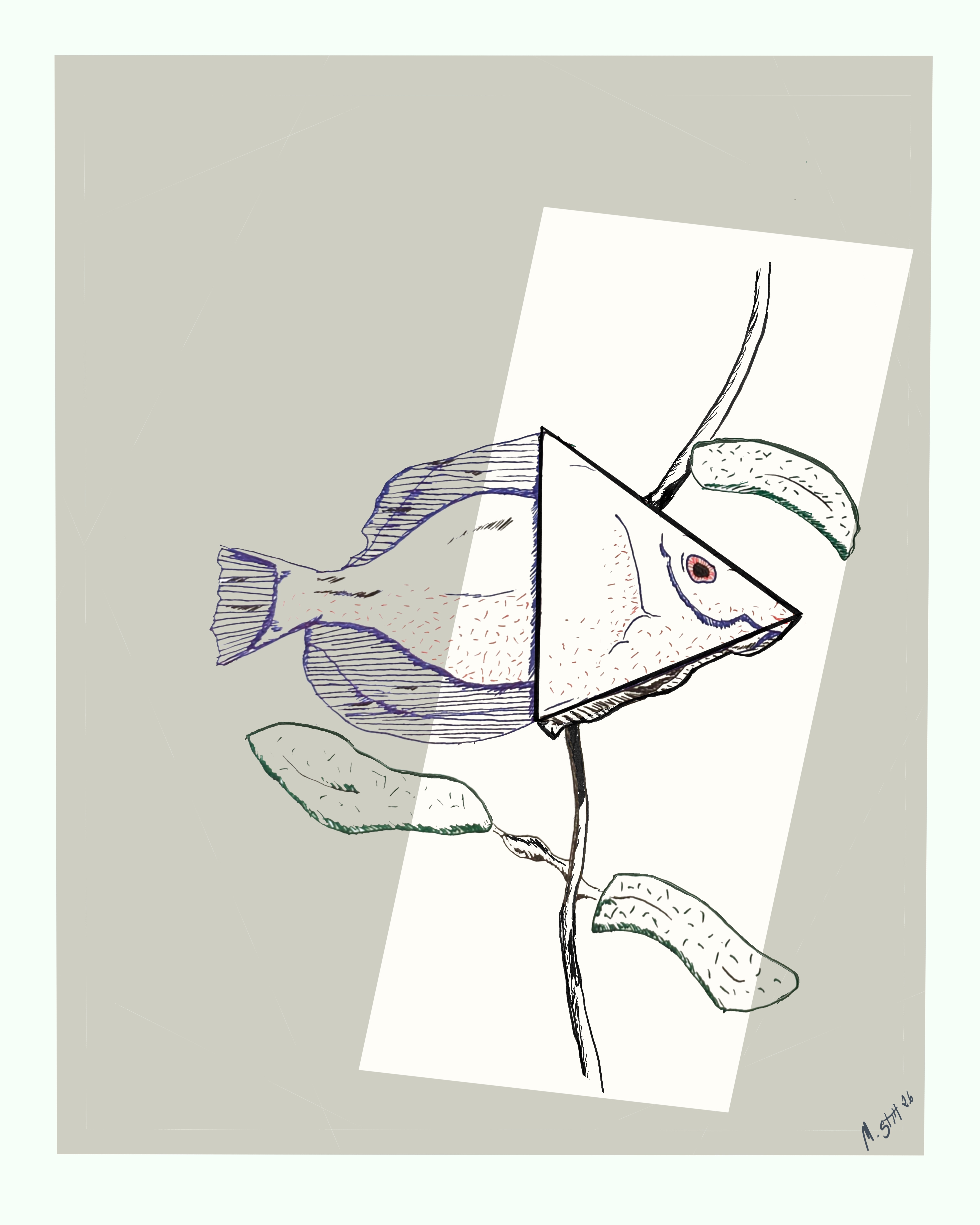 Anatomical Sketch - Triangle Fish